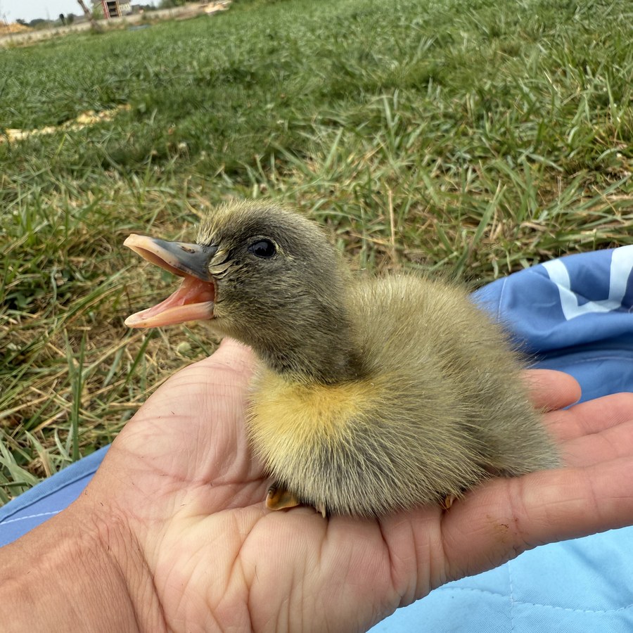 A baby duckling held in a hand at Meyer Hobby Farm in Boise Idaho