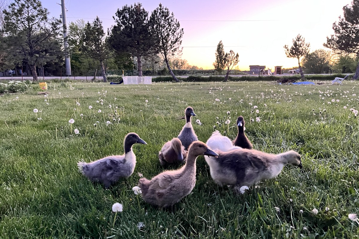 Fluffy ducklings at golden hour in the dandelion-covered yard at Meyer Hobby Farm Boise Idaho