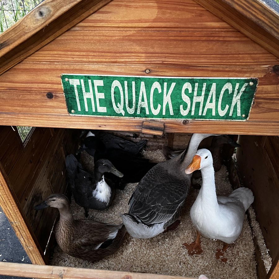The Quack Shack — the custom duck house at Meyer Hobby Farm in Boise Idaho